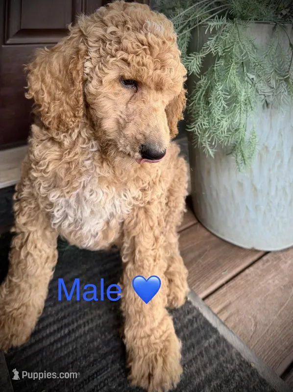Liam – Poodle - Standard  puppy for sale in Vassar, KS