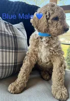 Liam, a male Poodle - Standard  for sale in Vassar, KS – Photo 5 of 5