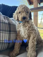 Liam, a male Poodle - Standard  for sale in Vassar, KS – Photo 3 of 5