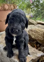 Maple, a female Goldendoodle for sale in Vassar, KS – 3 of 4