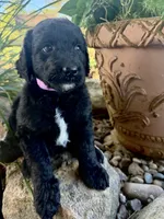 Maple, a female Goldendoodle for sale in Vassar, KS – 2 of 4