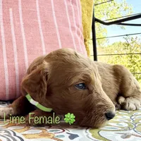 Clara, a female Goldendoodle for sale in Vassar, KS – 1 of 6