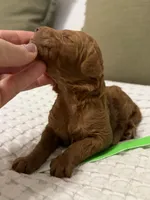 Betsy, a female Goldendoodle for sale in Vassar, KS – Photo 4 of 6