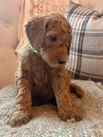 Betsy, a female Goldendoodle for sale in Vassar, KS – 3 of 4