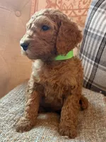 Betsy, a female Goldendoodle for sale in Vassar, KS – 2 of 4