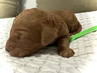 Betsy, a female Goldendoodle for sale in Vassar, KS – Photo 2 of 6