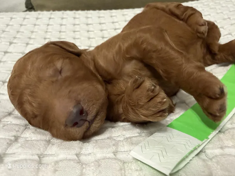 Betsy – Goldendoodle puppy for sale in Vassar, KS