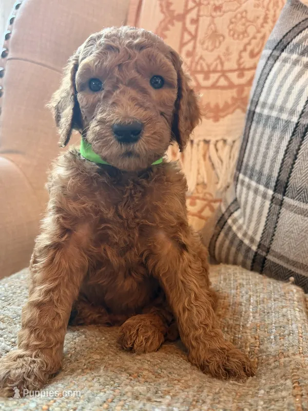 Betsy – Goldendoodle puppy for sale in Vassar, KS