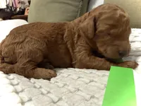 Betsy, a female Goldendoodle for sale in Vassar, KS – Photo 6 of 6