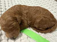Betsy, a female Goldendoodle for sale in Vassar, KS – Photo 3 of 6