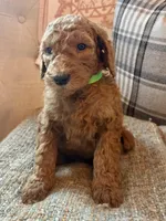 Betsy, a female Goldendoodle for sale in Vassar, KS – 4 of 4