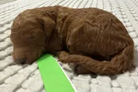 Betsy, a female Goldendoodle for sale in Vassar, KS – Photo 5 of 6