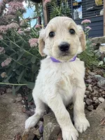 Hazel, a female Goldendoodle for sale in Vassar, KS – 4 of 5
