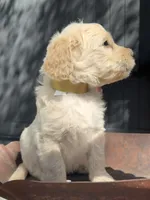 Hickory, a male Goldendoodle for sale in Vassar, KS – 3 of 5