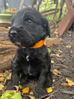 Copper, a male Goldendoodle for sale in Vassar, KS – 2 of 4