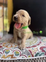 Milton, a male Goldendoodle for sale in Vassar, KS – 1 of 6