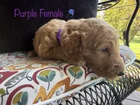 Vera, a female Goldendoodle for sale in Vassar, KS – 6 of 6