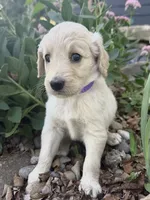 Hazel, a female Goldendoodle for sale in Vassar, KS – 2 of 5