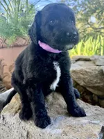 Maple, a female Goldendoodle for sale in Vassar, KS – 4 of 4