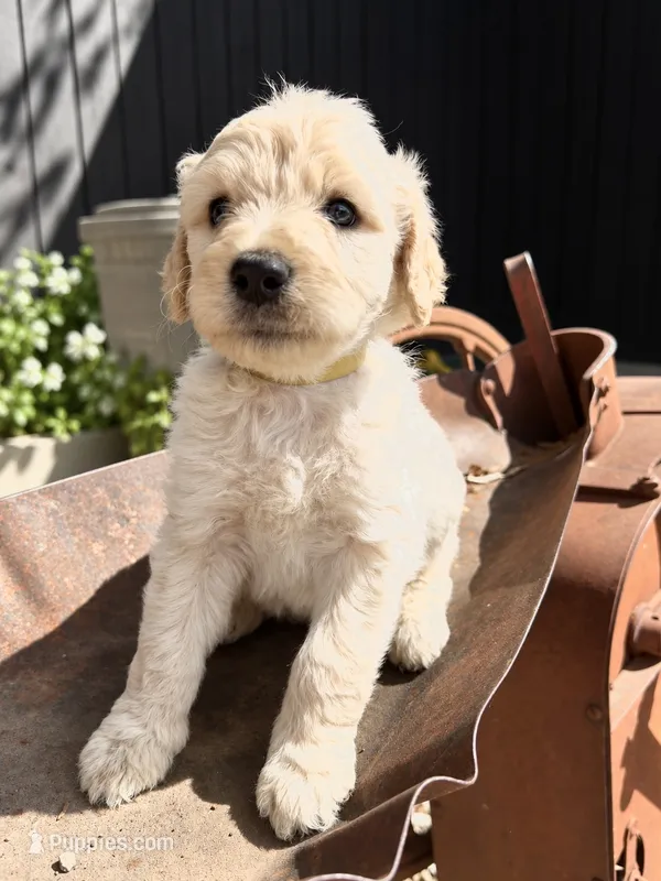 Hickory – Goldendoodle puppy for sale in Vassar, KS