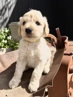 Hickory, a male Goldendoodle for sale in Vassar, KS – 1 of 5