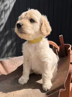 Hickory, a male Goldendoodle for sale in Vassar, KS – 5 of 5