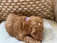 Vera, a female Goldendoodle for sale in Vassar, KS – 2 of 6