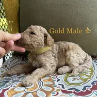 Scout, a male Goldendoodle for sale in Vassar, KS – 6 of 6