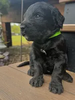 Rusty, a male Goldendoodle for sale in Vassar, KS – 3 of 4