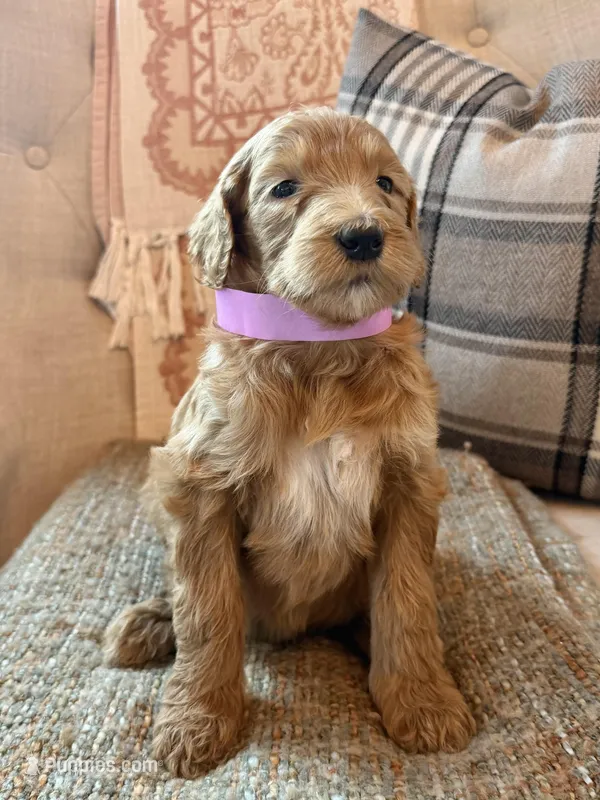 Liberty – Goldendoodle puppy for sale in Vassar, KS