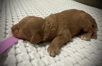 Liberty, a female Goldendoodle for sale in Vassar, KS – Photo 5 of 6