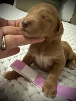 Liberty, a female Goldendoodle for sale in Vassar, KS – Photo 3 of 6