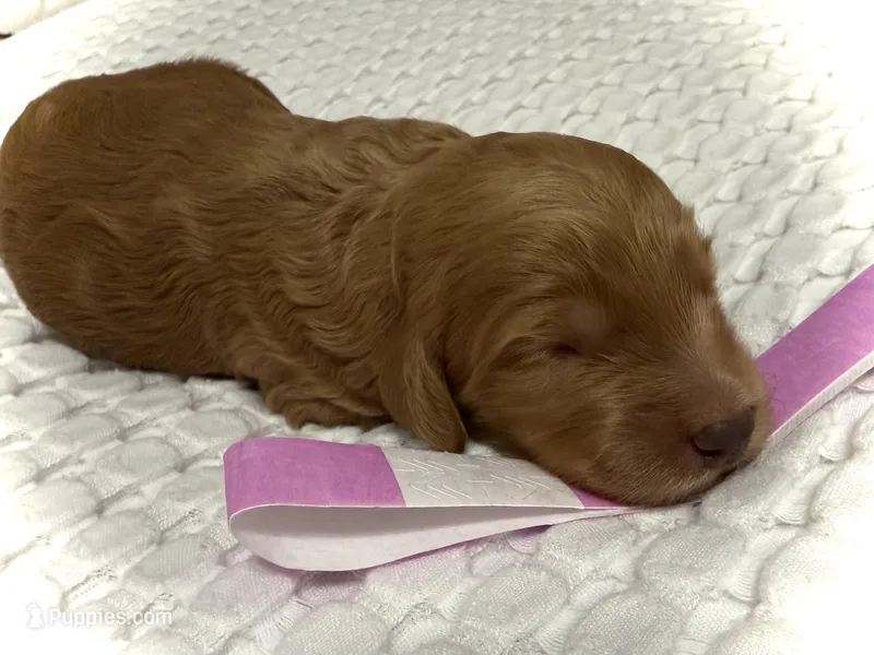 Liberty – Goldendoodle puppy for sale in Vassar, KS