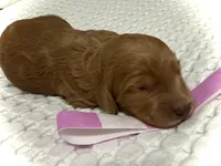 Liberty, a female Goldendoodle for sale in Vassar, KS – Photo 1 of 6