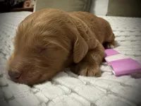 Liberty, a female Goldendoodle for sale in Vassar, KS – Photo 6 of 6