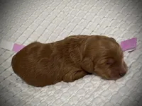 Liberty, a female Goldendoodle for sale in Vassar, KS – Photo 4 of 6