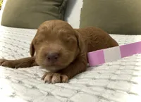 Liberty, a female Goldendoodle for sale in Vassar, KS – Photo 2 of 6