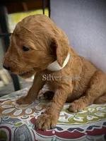 Chip, a male Goldendoodle for sale in Vassar, KS – 6 of 6