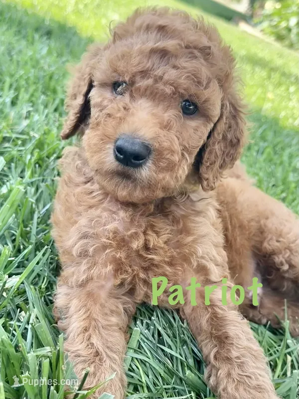 Patriot – Goldendoodle puppy for sale in Vassar, KS