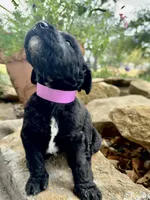 Maple, a female Goldendoodle for sale in Vassar, KS – 2 of 4