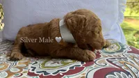 Chip, a male Goldendoodle for sale in Vassar, KS – 2 of 6