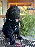 Ember, a male Goldendoodle for sale in Vassar, KS – 4 of 5