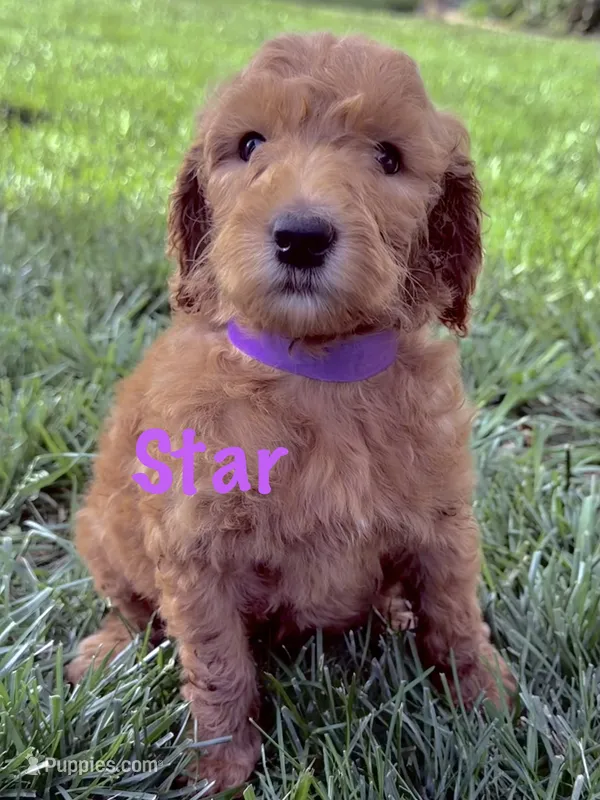 Star – Goldendoodle puppy for sale in Vassar, KS