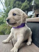 Hazel, a female Goldendoodle for sale in Vassar, KS – 3 of 4