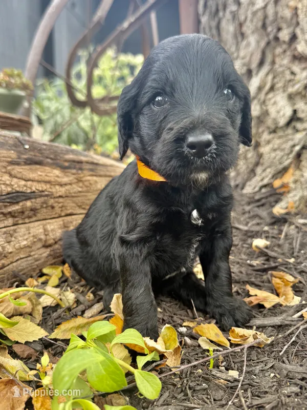 Copper – Goldendoodle puppy for sale in Vassar, KS