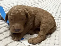 Valor, a male Goldendoodle for sale in Vassar, KS – Photo 3 of 6