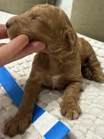 Valor, a male Goldendoodle for sale in Vassar, KS – Photo 5 of 6