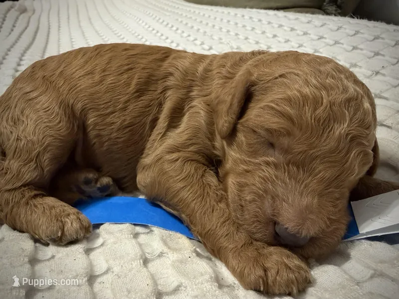 Valor – Goldendoodle puppy for sale in Vassar, KS