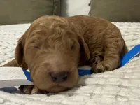 Valor, a male Goldendoodle for sale in Vassar, KS – Photo 4 of 6