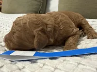 Valor, a male Goldendoodle for sale in Vassar, KS – Photo 6 of 6